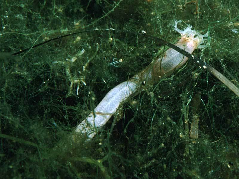 Worm-like Sea Cucumber