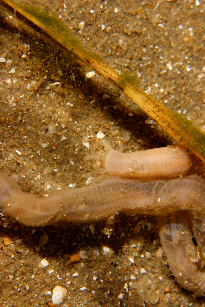 Worm-like Sea Cucumber
