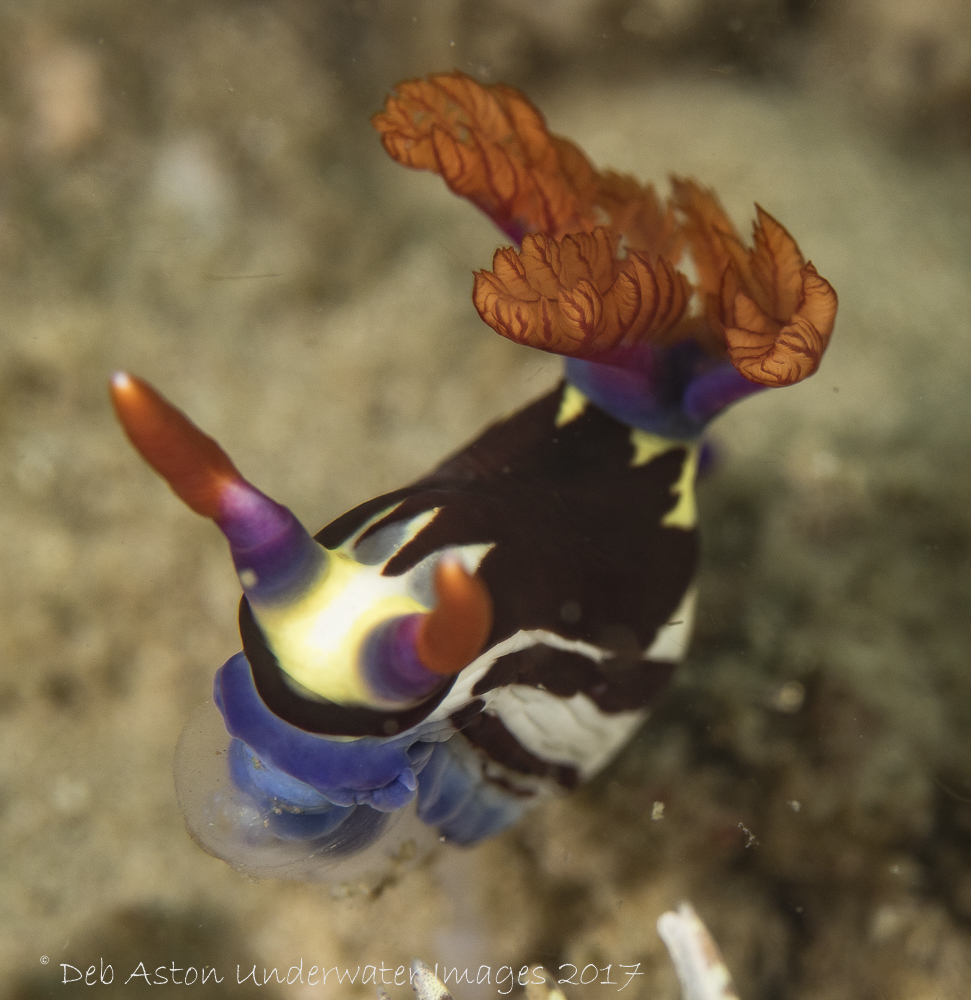 Purple-lined Nembrotha