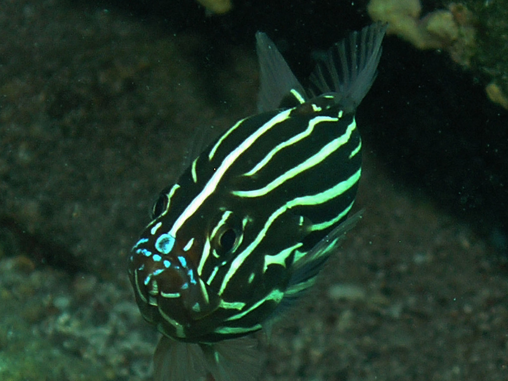 Poisson-savon bagnard
