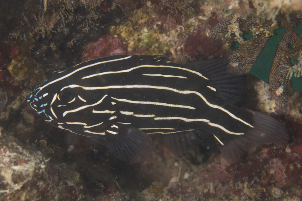 Poisson-savon bagnard