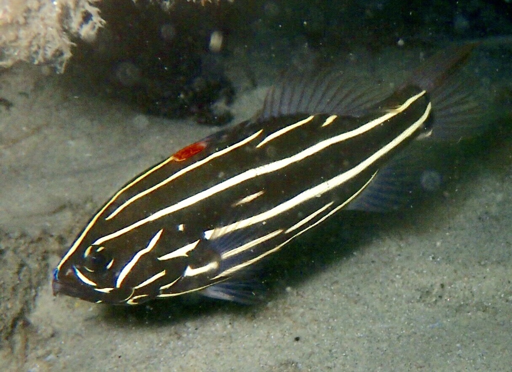 Lined Soapfish