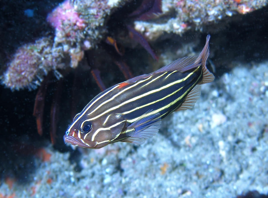 Poisson-savon bagnard