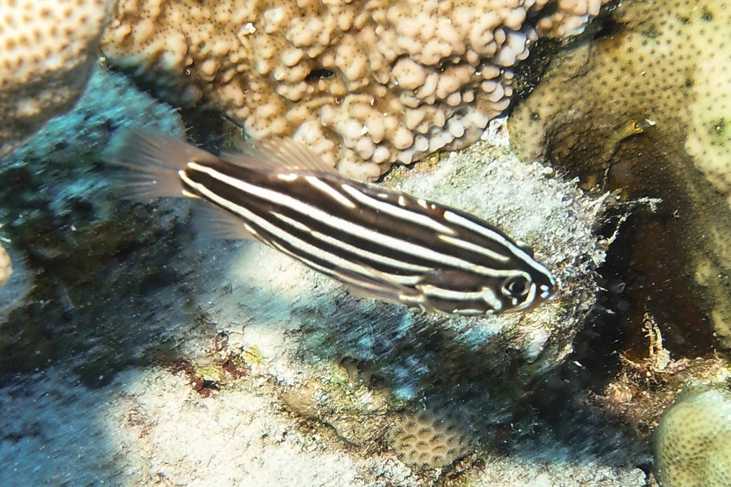 Poisson-savon bagnard