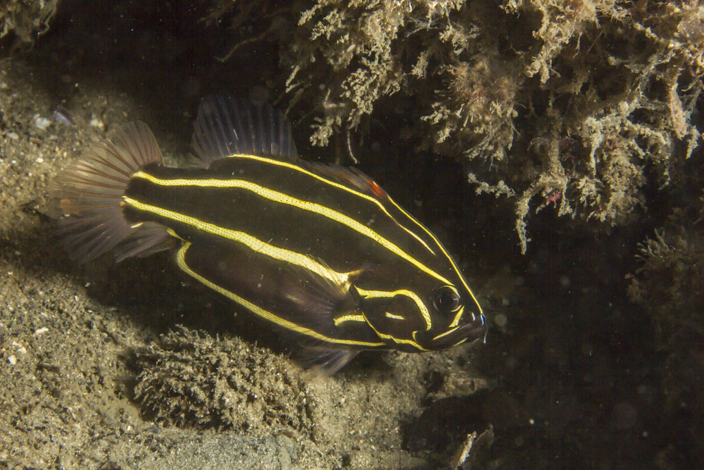 Poisson-savon bagnard