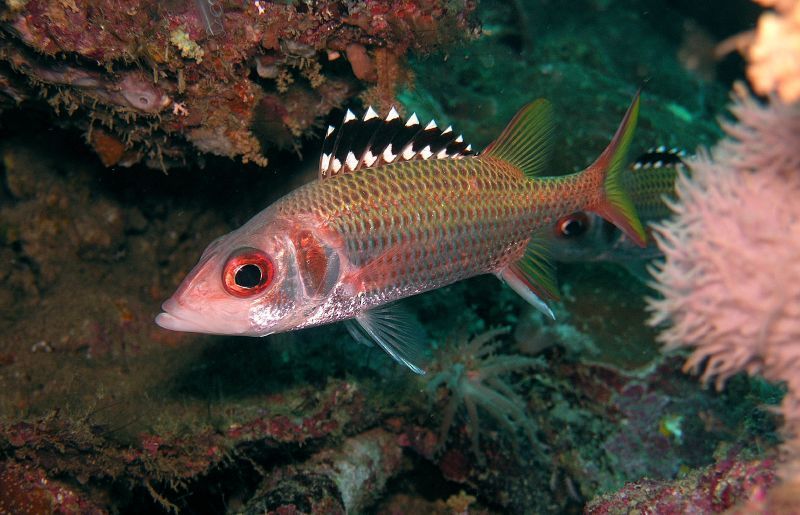 Blackfin Squirrelfish