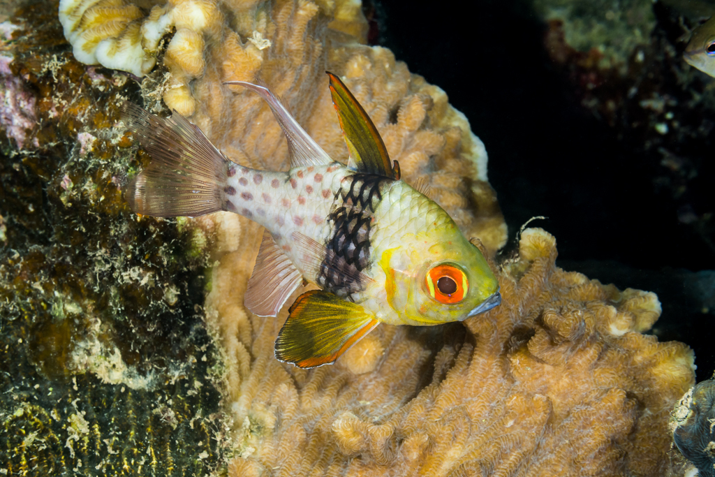Pajama Cardinalfish