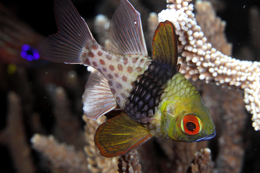 Pajama Cardinalfish