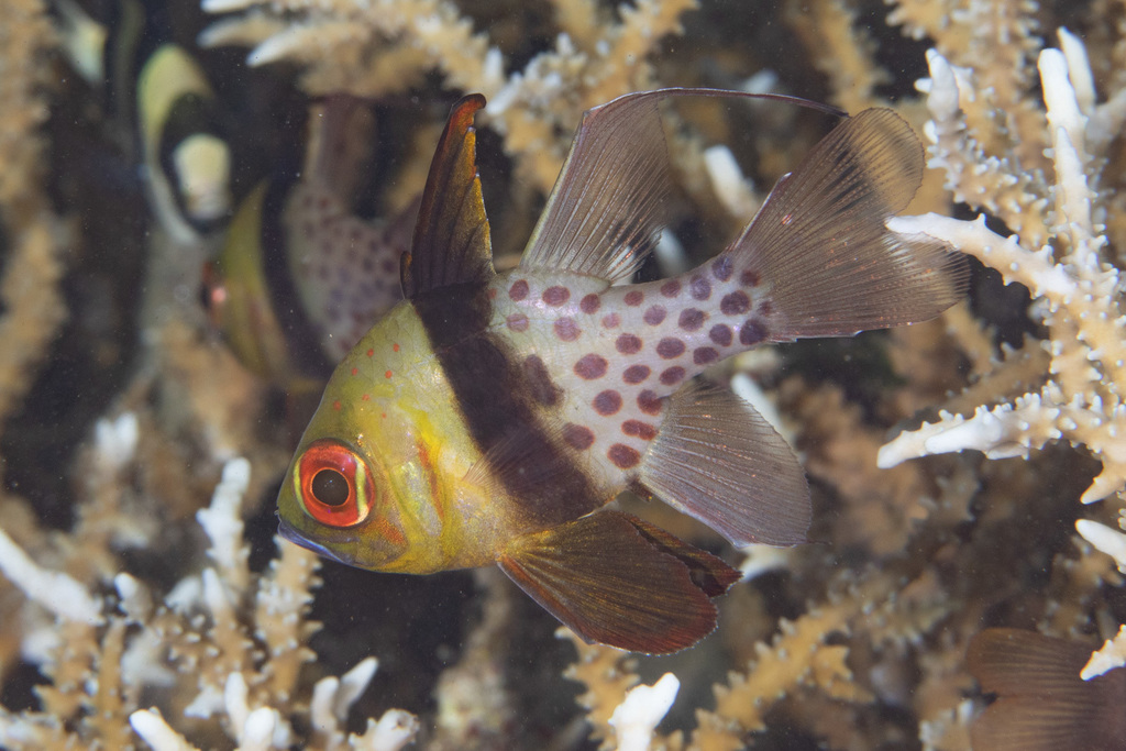 Pajama Cardinalfish
