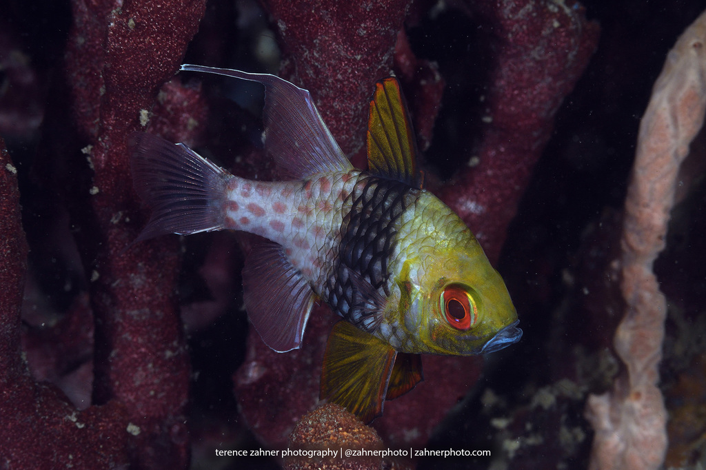 Pajama Cardinalfish