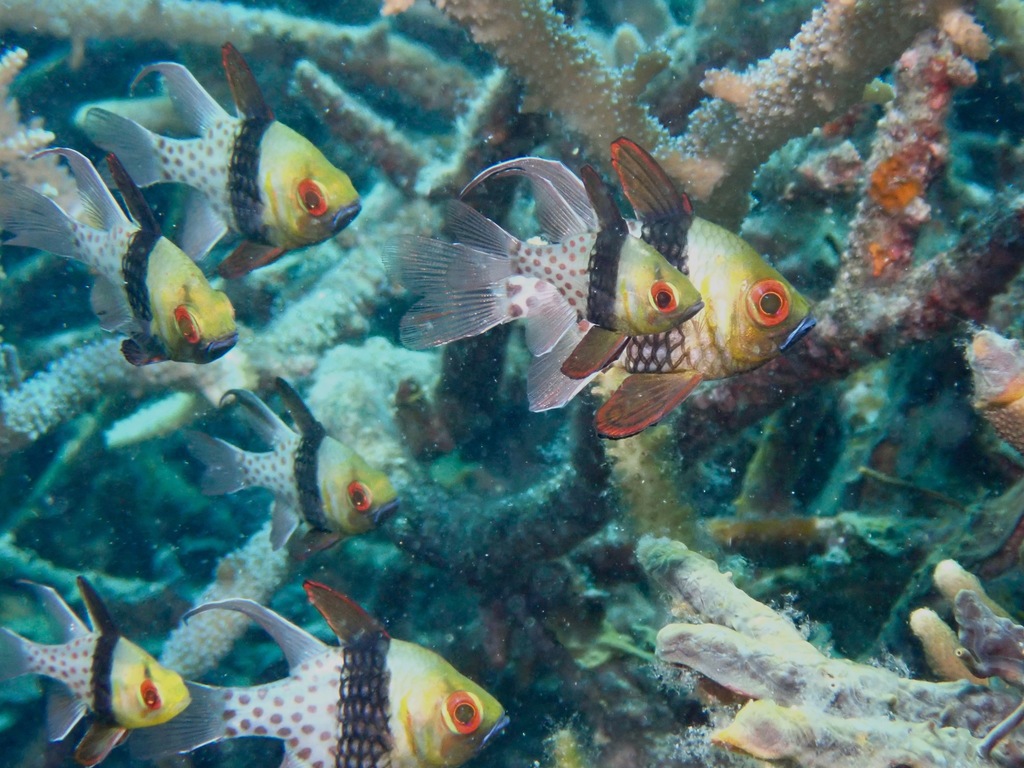 Pajama Cardinalfish