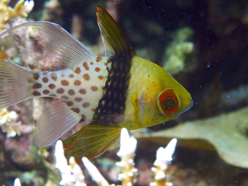 Pajama Cardinalfish