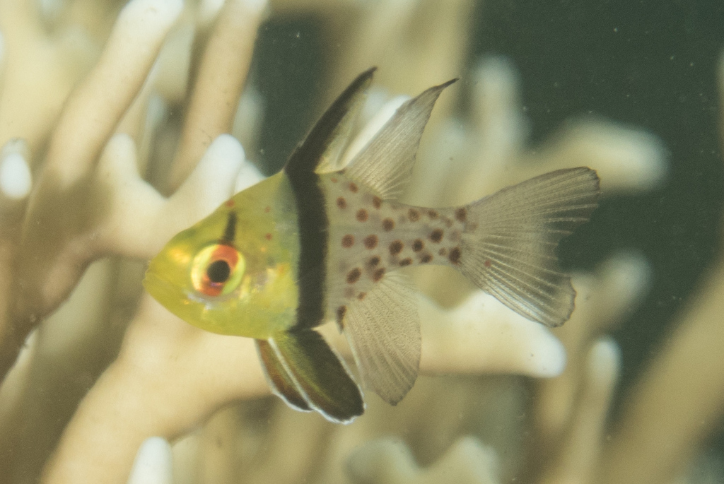Pajama Cardinalfish