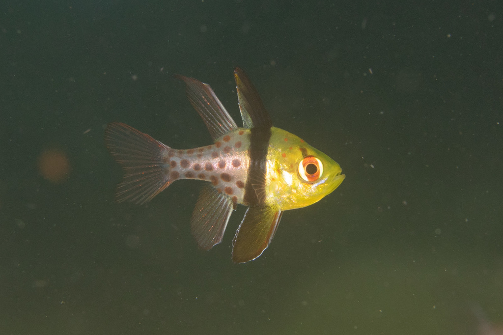 Pajama Cardinalfish