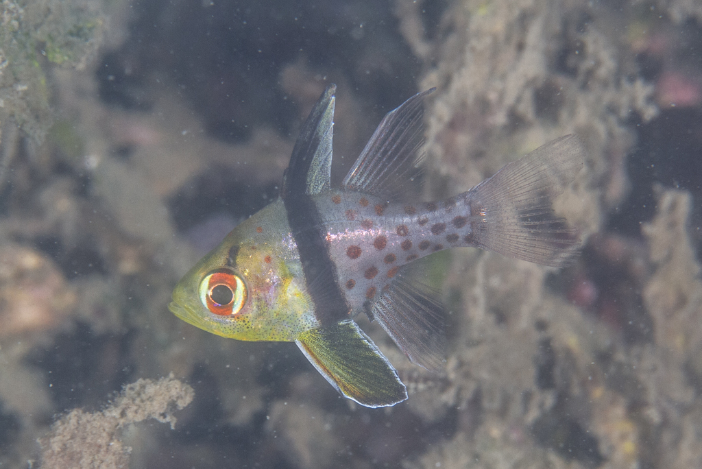 Pajama Cardinalfish
