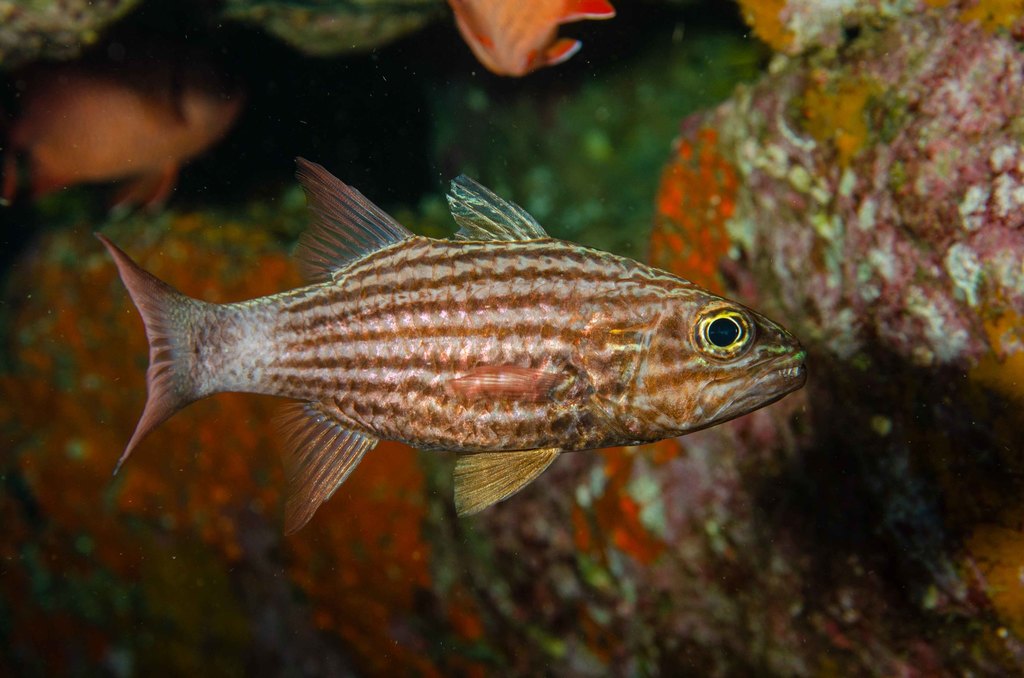 Tiger Cardinalfish