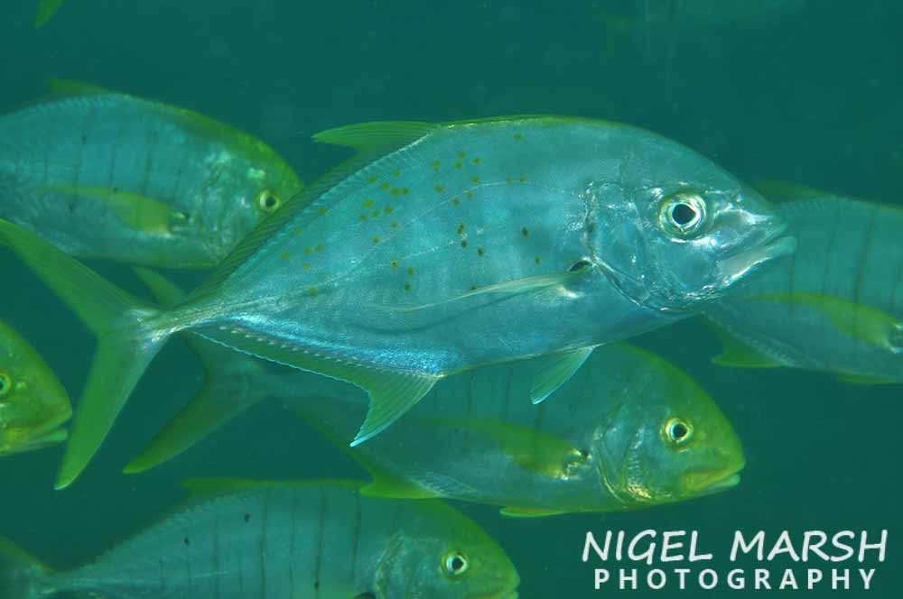 Golden Trevally