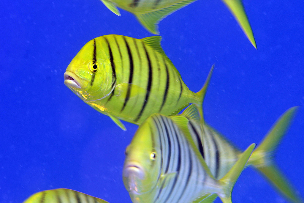 Golden Trevally