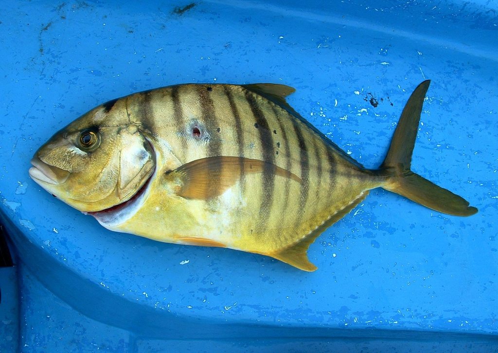 Golden Trevally