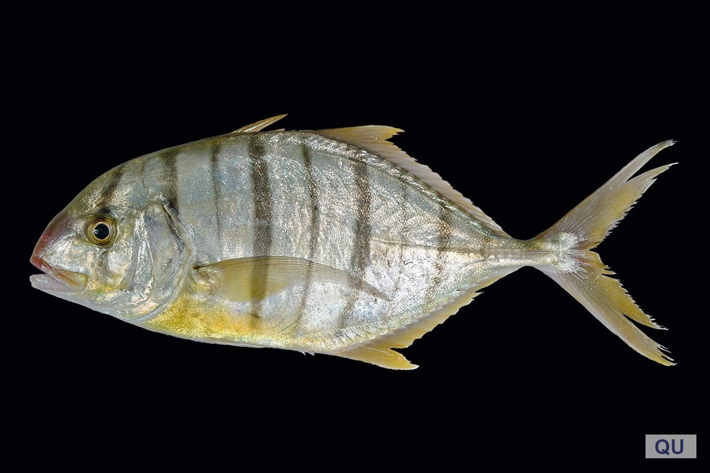 Golden Trevally