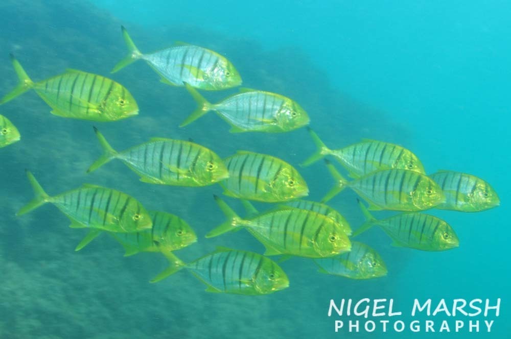 Golden Trevally