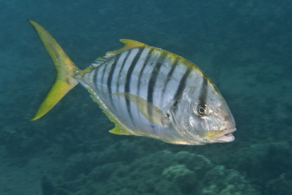 Golden Trevally