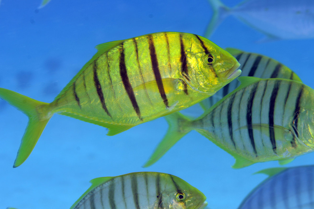 Golden Trevally