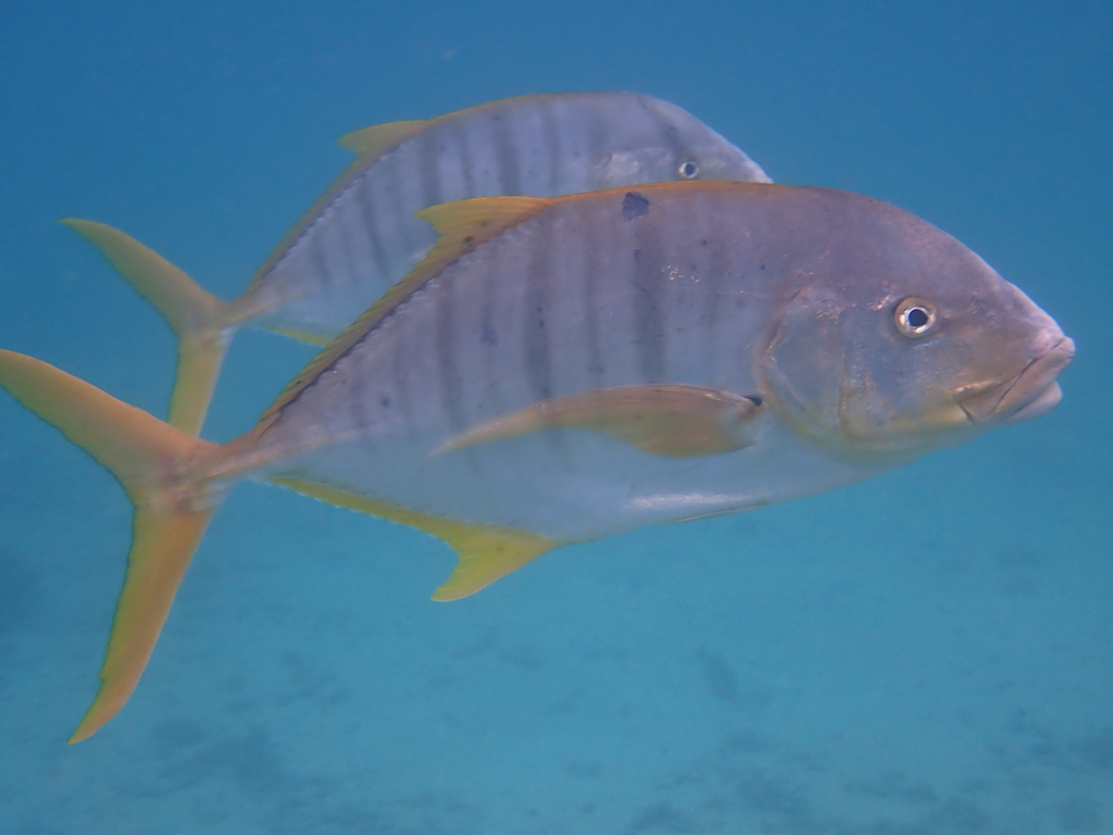 Golden Trevally