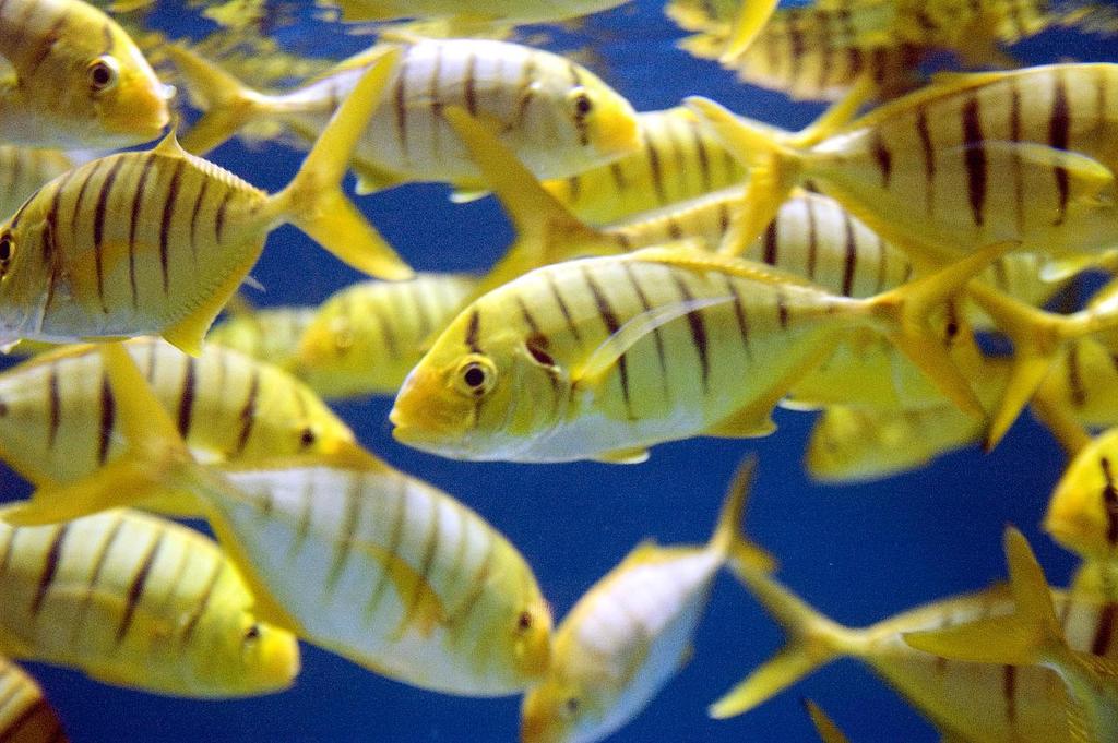 Golden Trevally