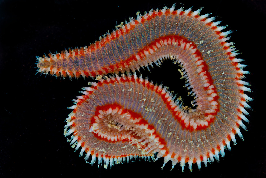 Orange Fire Worm