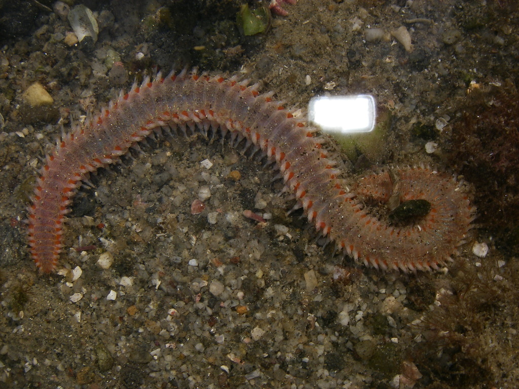 Orange Fire Worm