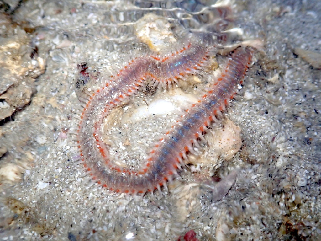 Orange Fire Worm