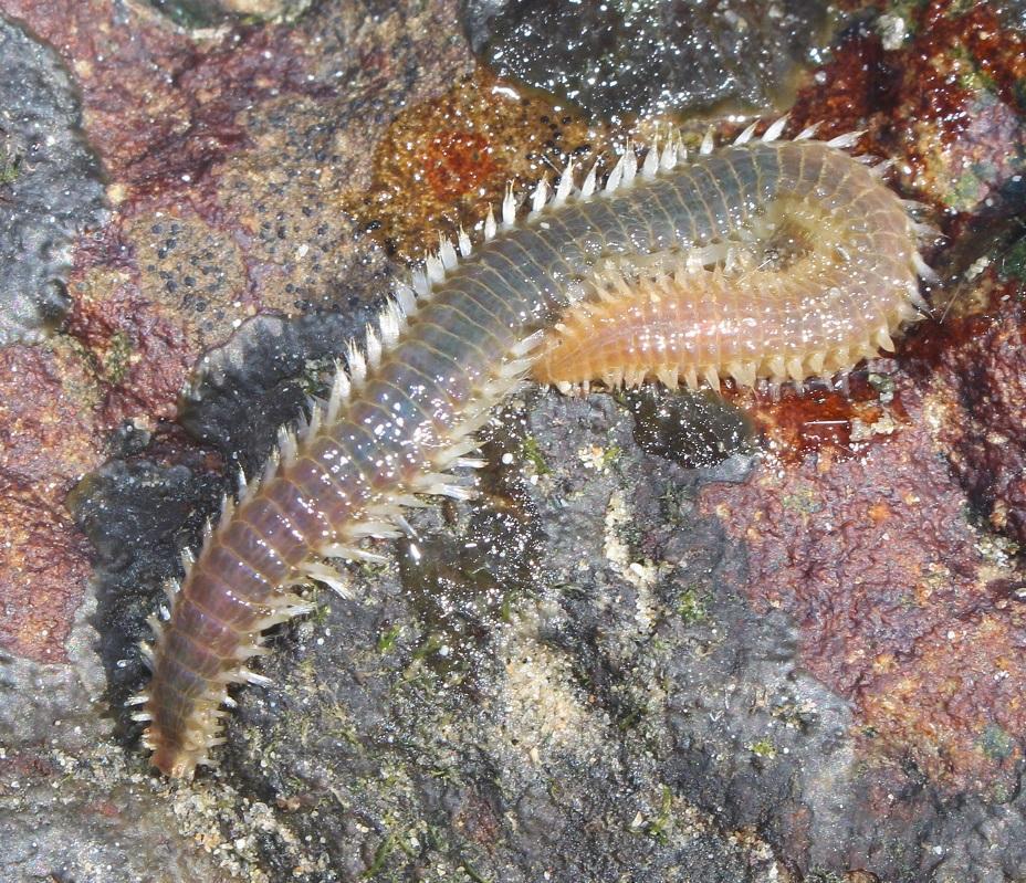 Orange Fire Worm