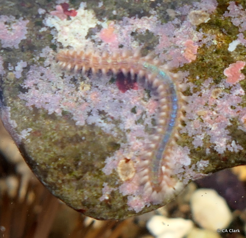 Orange Fire Worm