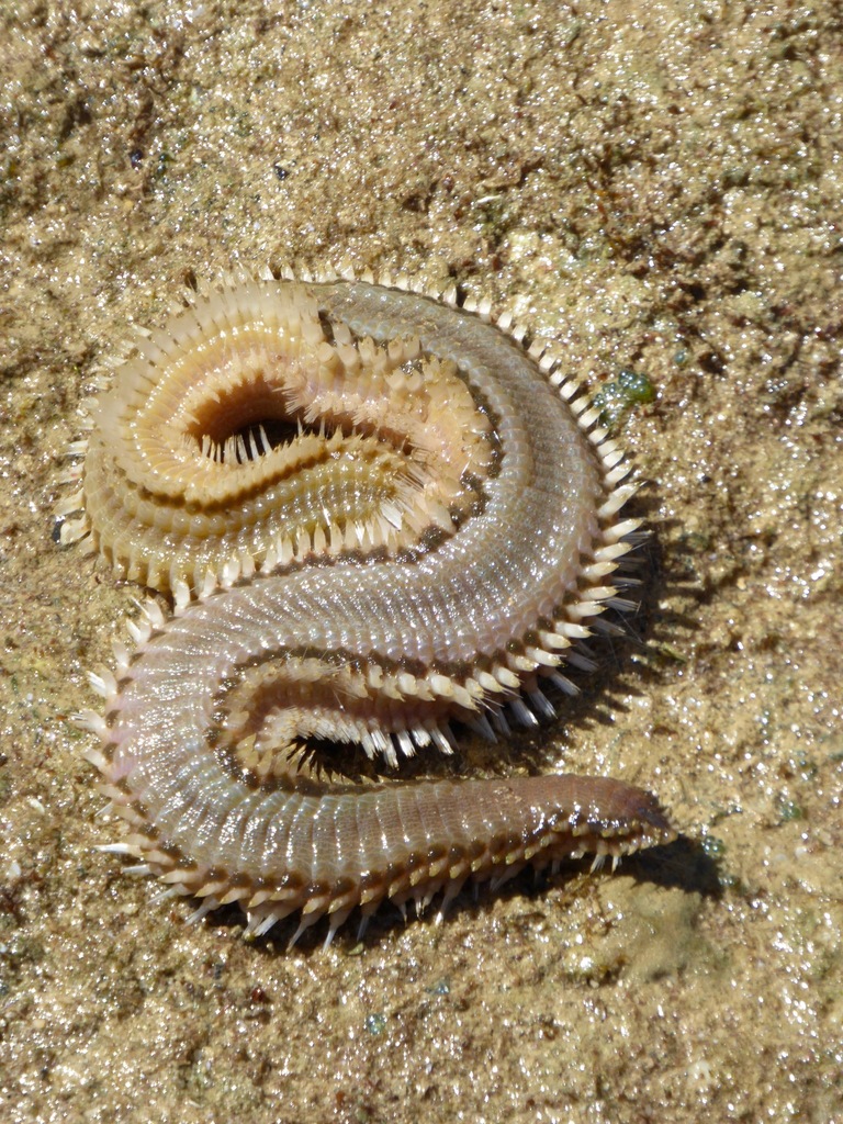 Orange Fire Worm