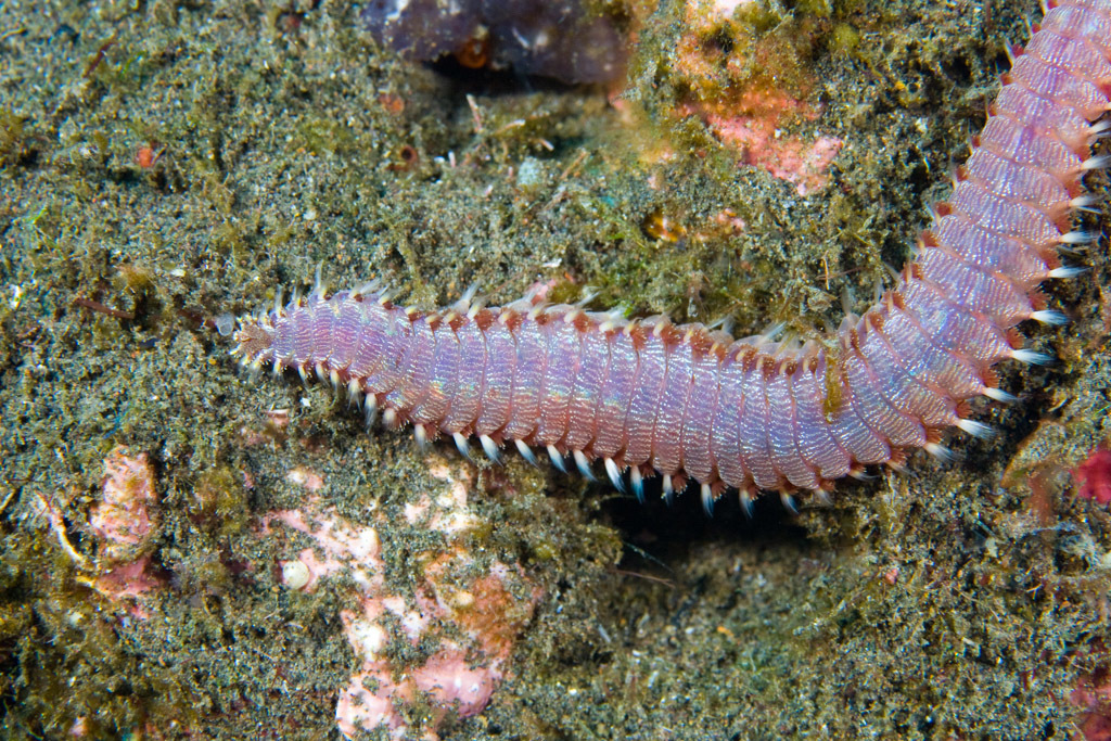 Orange Fire Worm