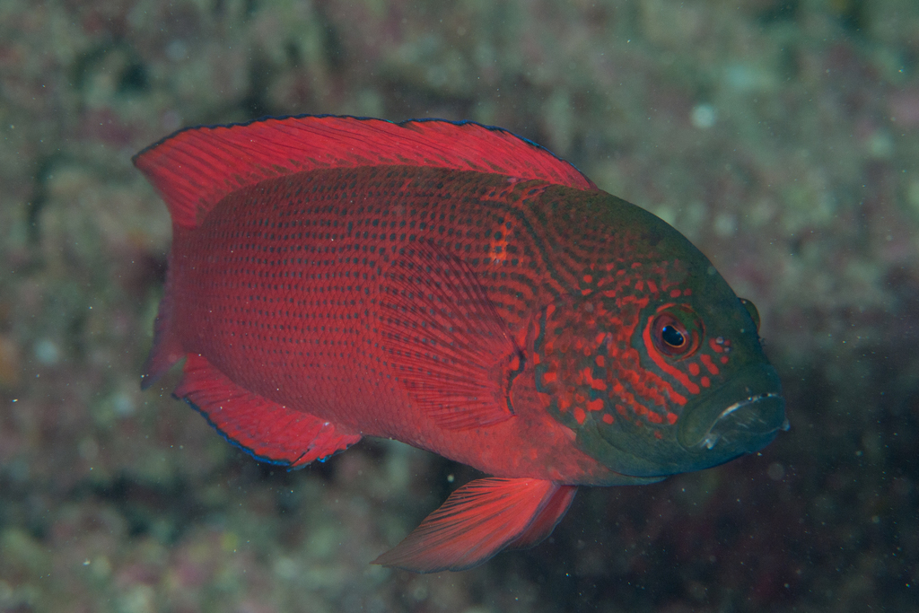 Firetail Dottyback