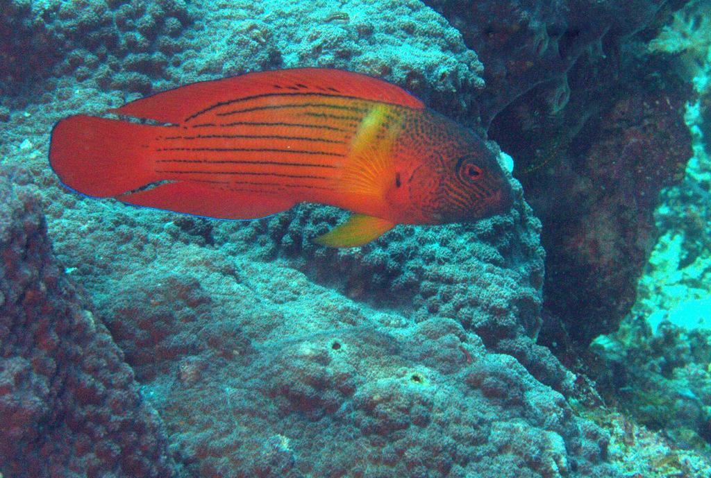 Firetail Dottyback
