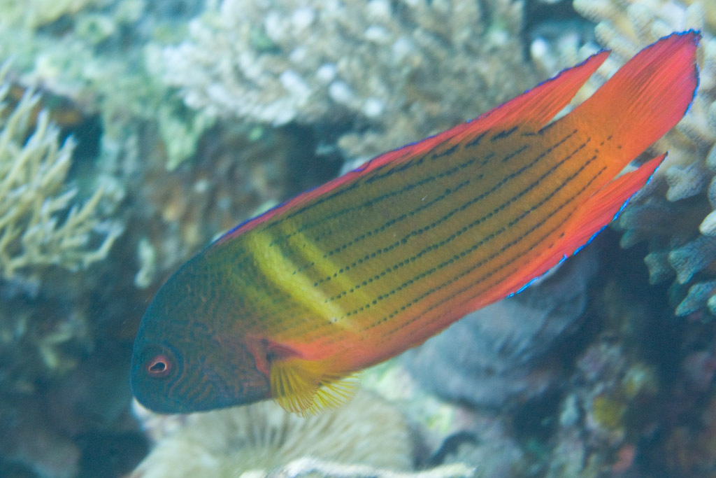 Firetail Dottyback