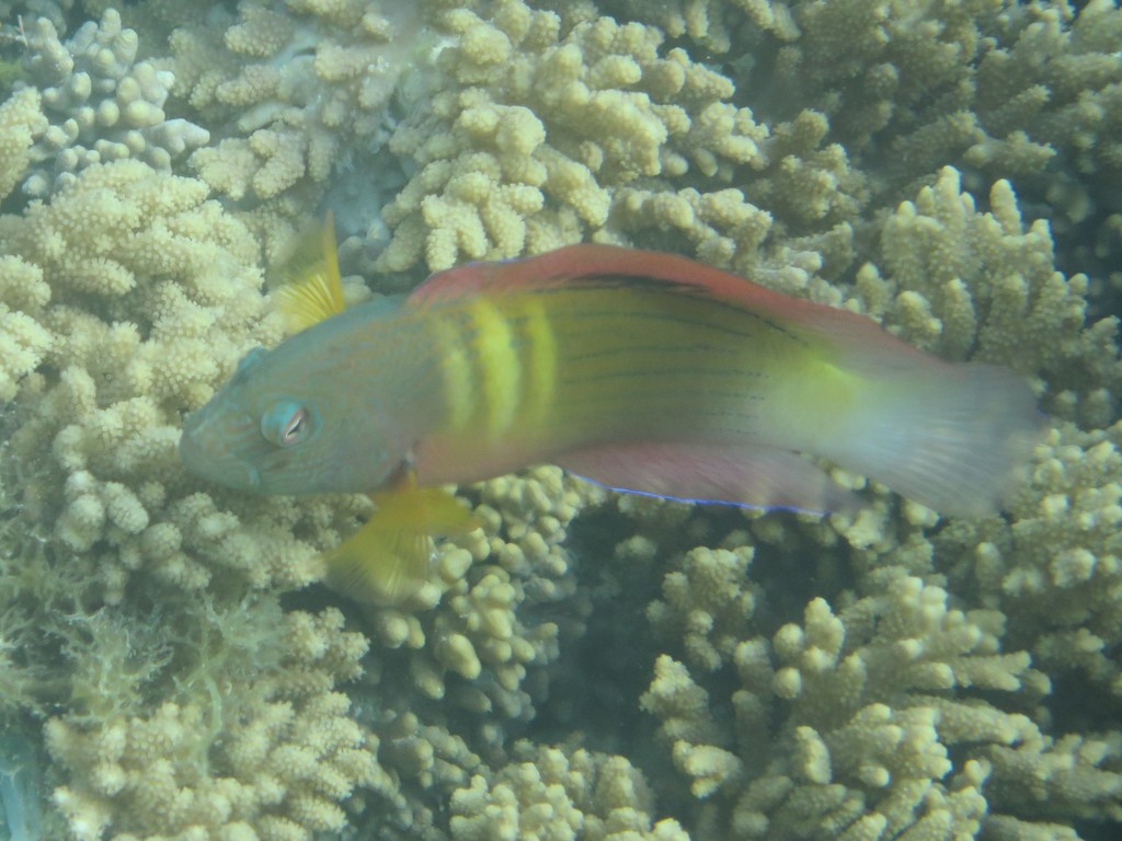 Firetail Dottyback