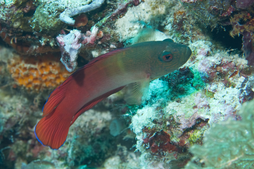 Firetail Dottyback