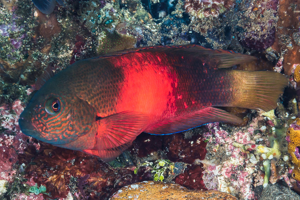 Firetail Dottyback