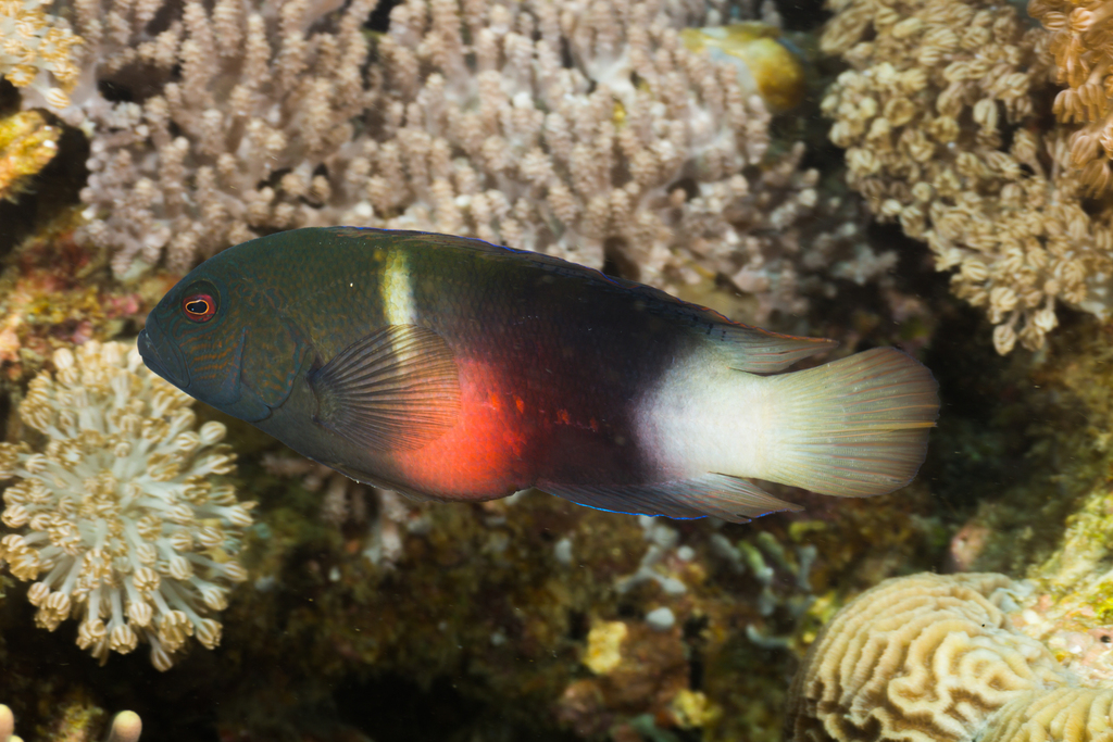 Firetail Dottyback