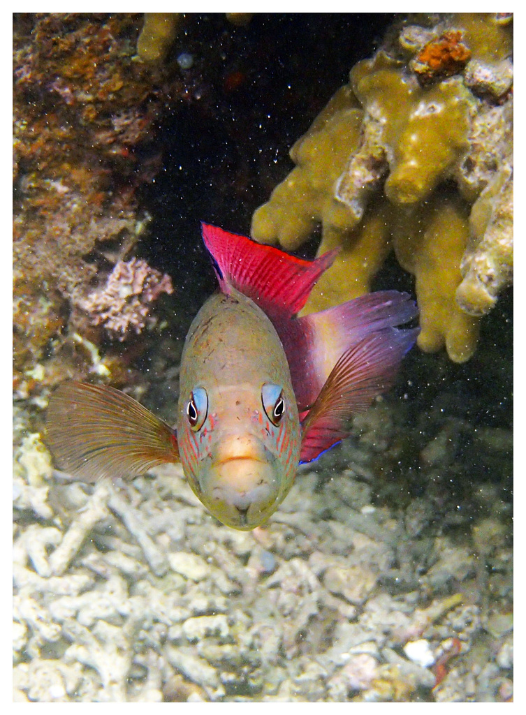 Firetail Dottyback