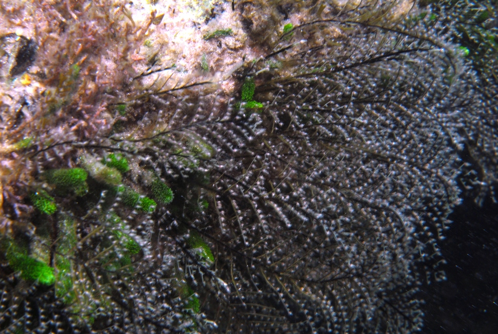 Hydraire des amarres