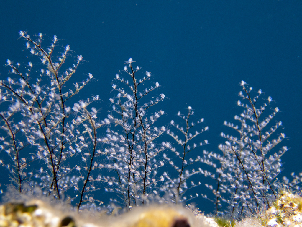 Christmas Tree Hydroid