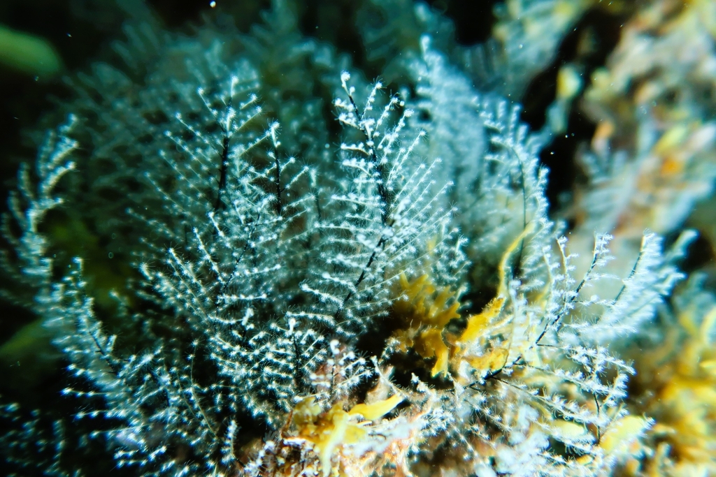 Hydraire des amarres