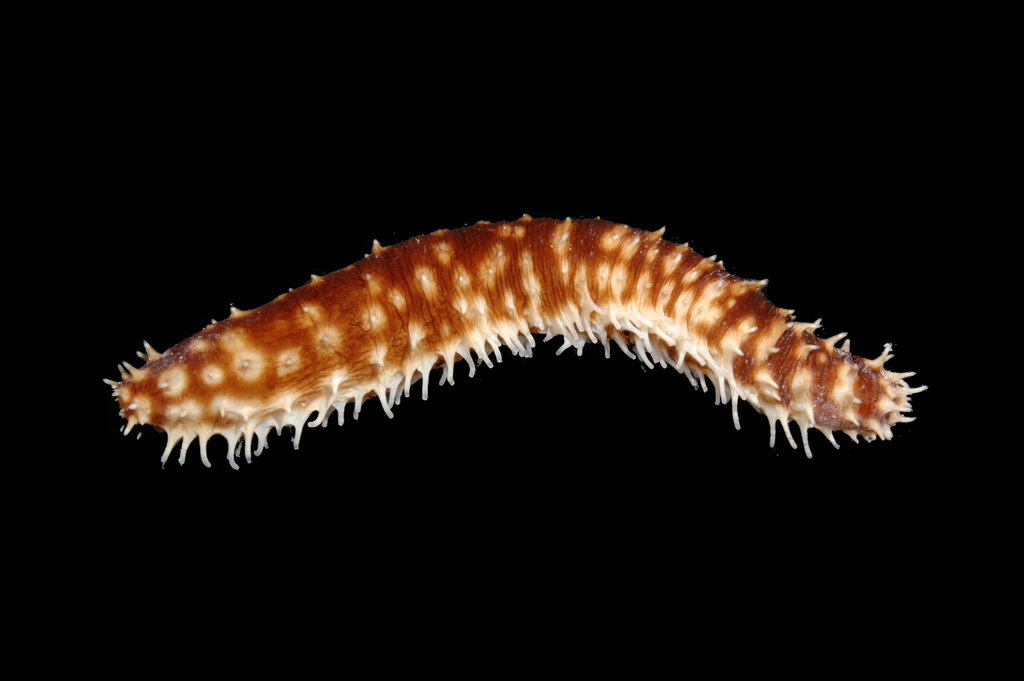 Light-spotted Sea Cucumber