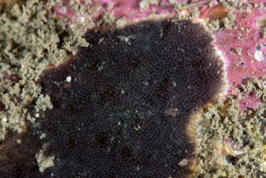 Purple Encrusting Bryozoan