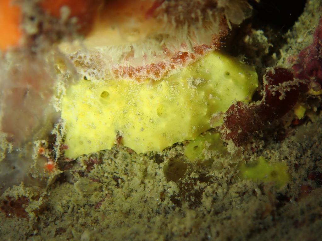 Sulphur Sponge